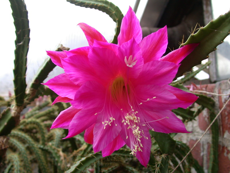 aporocactus fliedery paetz 5277