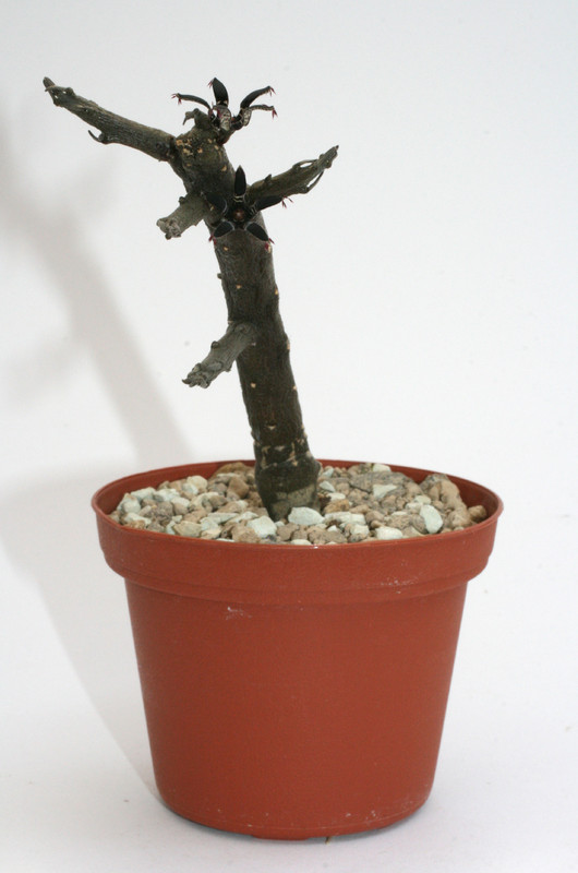 rhytidocaulon macrolobum 9644