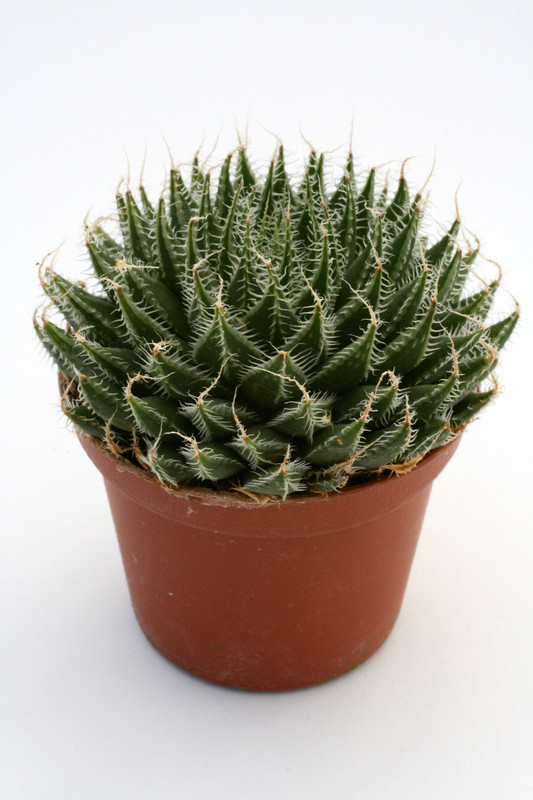 haworthia arachnoidea 0826