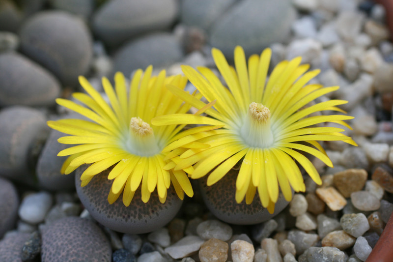 lithops terricolor peersii c376 0230