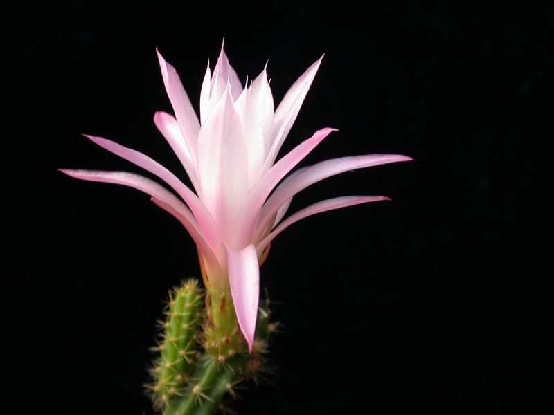 aporocactus nelly paetz 01