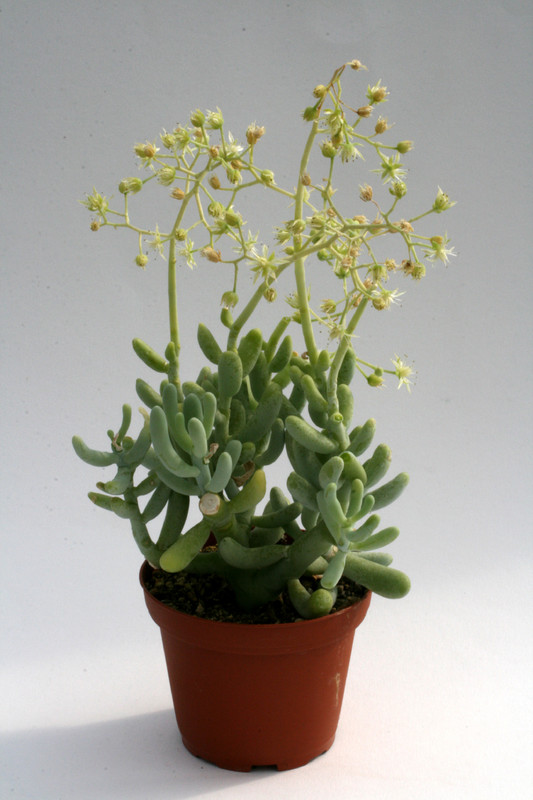 sedum allantoides 7584