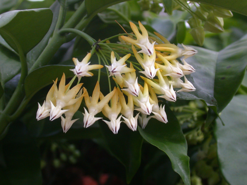 hoya multiflora 2