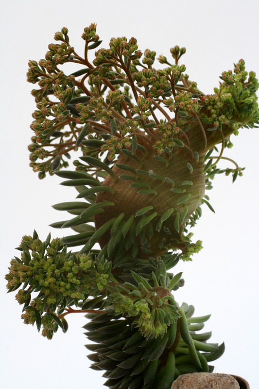 sinocrassula yunnanensis 0644