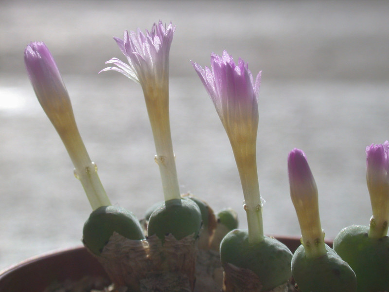 conophytum longistylum2