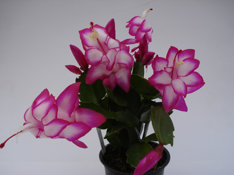 schlumbergera salsa dancer 1589