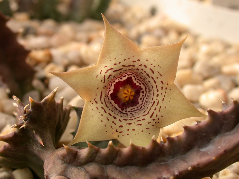 huernia brevirostris es2311 05