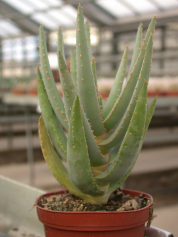 aloe dichotoma 02