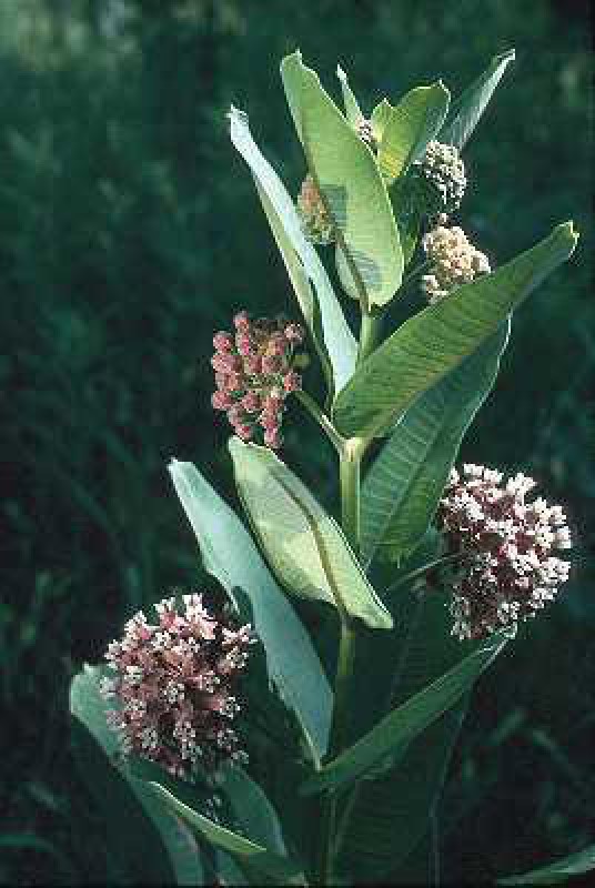 asclepias syriaca 03