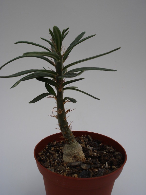 pachypodium griquense 742