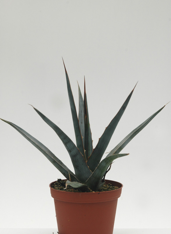 agave xylonacanha 8744