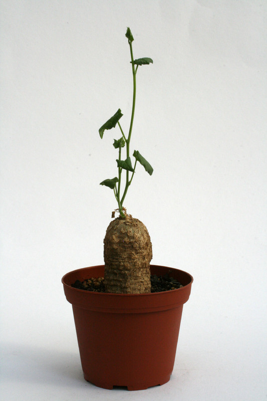 momordica boivinii 6841