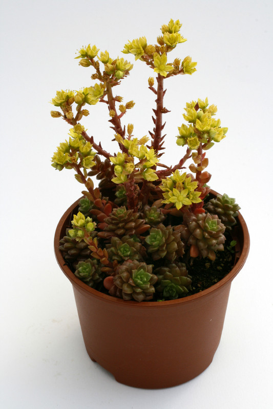 cremnosedum little gem 9214