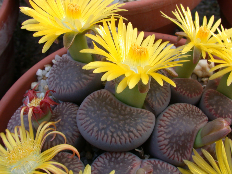 lithops 03