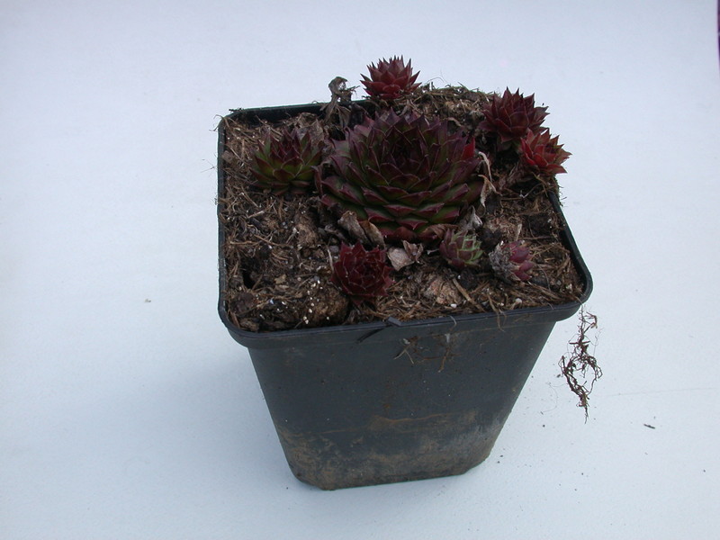 sempervivum bronze 5726