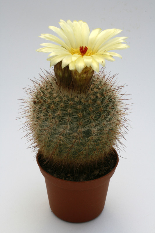 notocactus brederooianus 9652