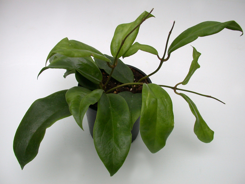 hoya macgregorii 3966