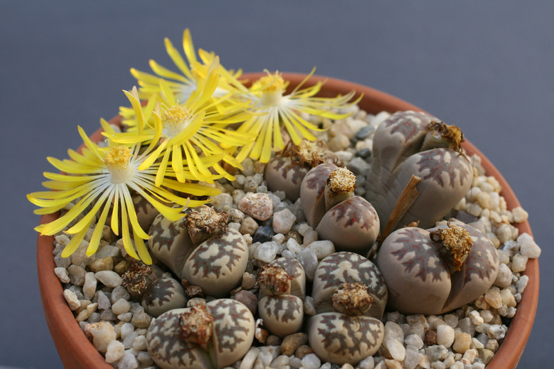 lithops dorotheae 203 0213