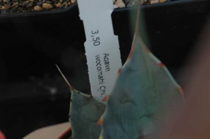 agave wocomahi chi 8540