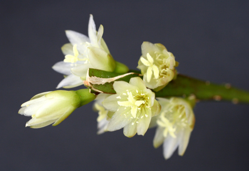 rhipsalis warmingiana 1829