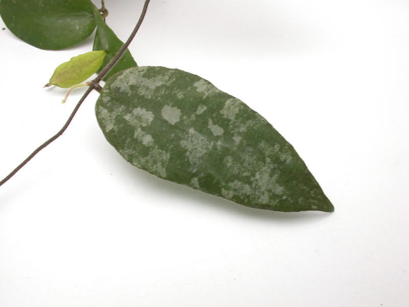 hoya caudata 3962