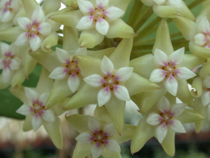 hoya parasitica 0194 02