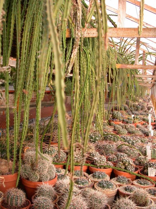 aporocactus vm