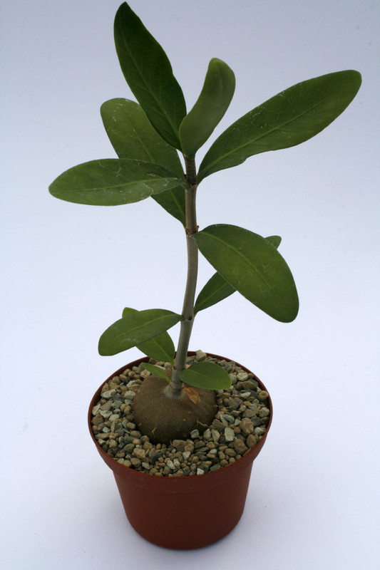hydnophytum formicarium 8974
