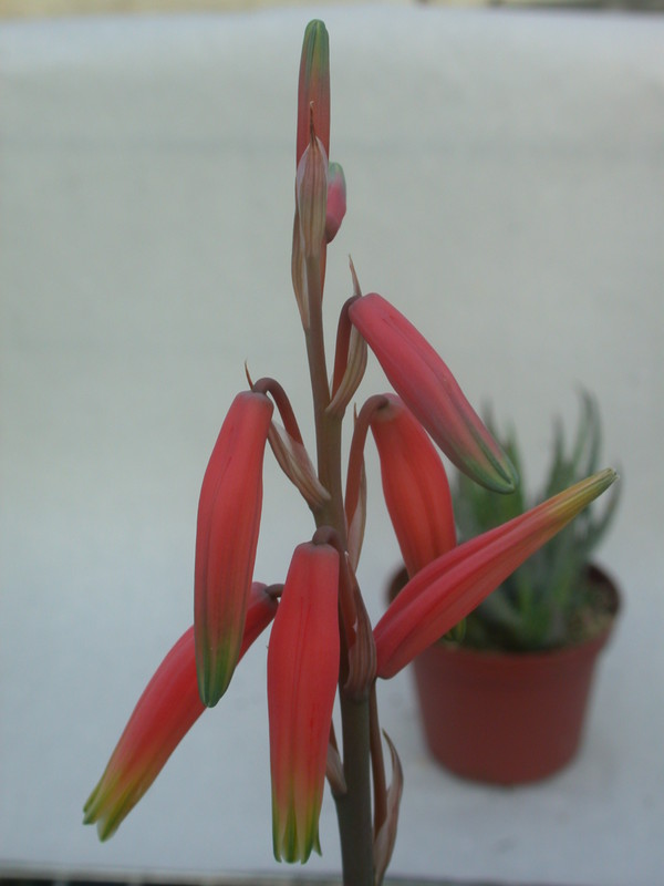 aloe humilis 13