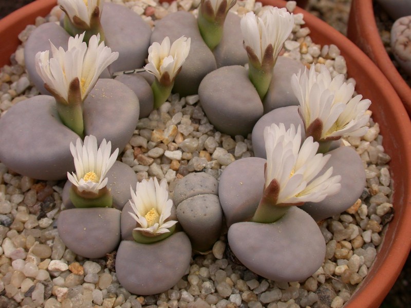 lithops karasmontana opalina 02