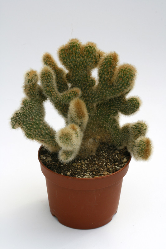 cleistocactus spec cristatus 0138