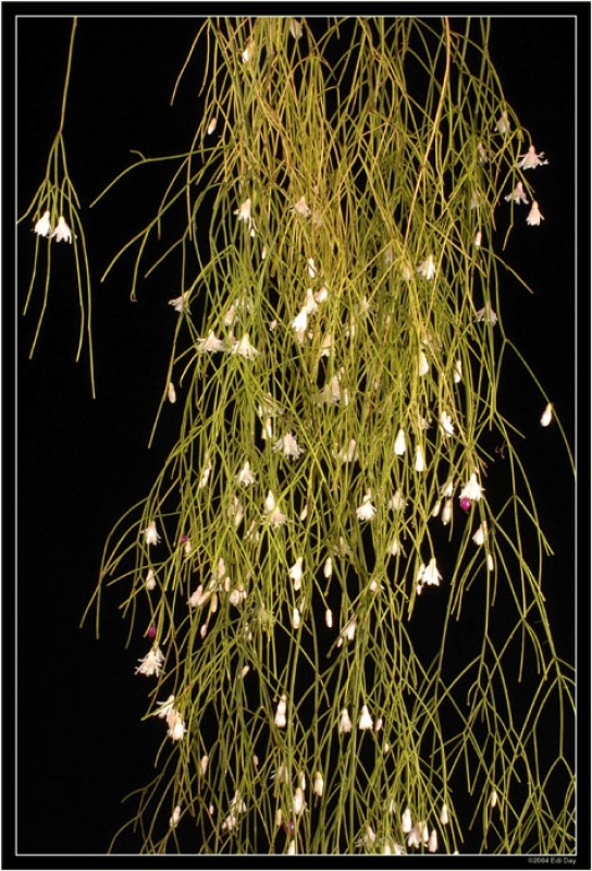 rhipsalis pendulifera 0401 1068 R penduliflora n