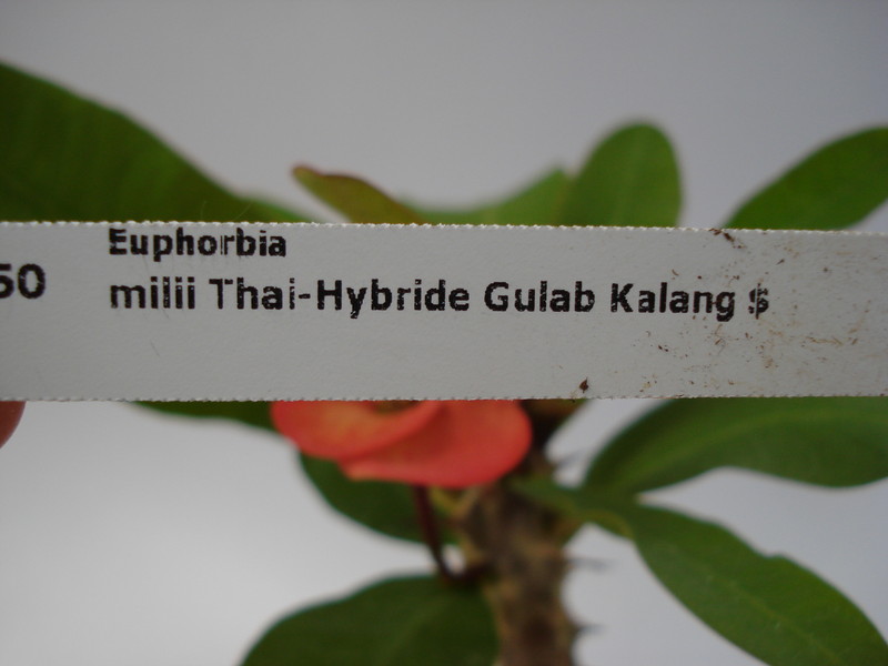 euphorbia milli gulab kalang 705