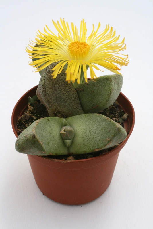 pleiospilos simulans 4242