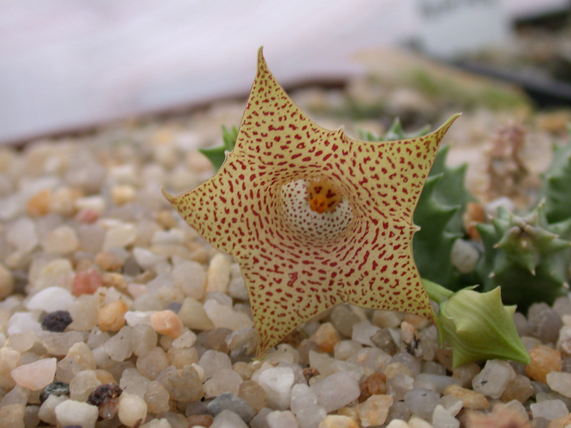 huernia hallii01