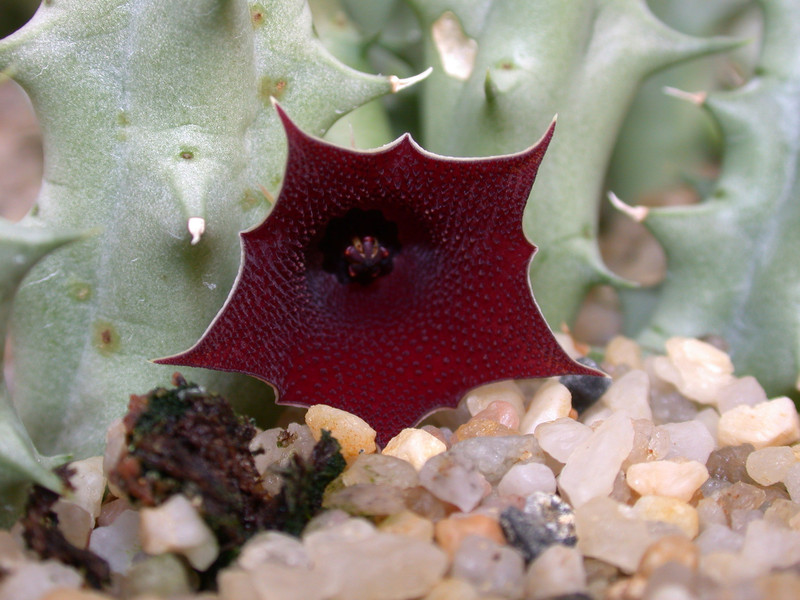 huereniopsis atrosanguinea01