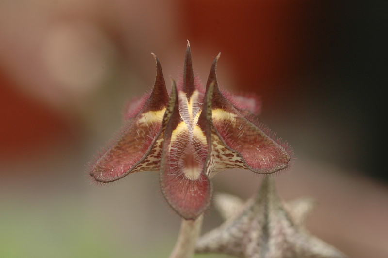 ceropegia stapeliaeformis 8759