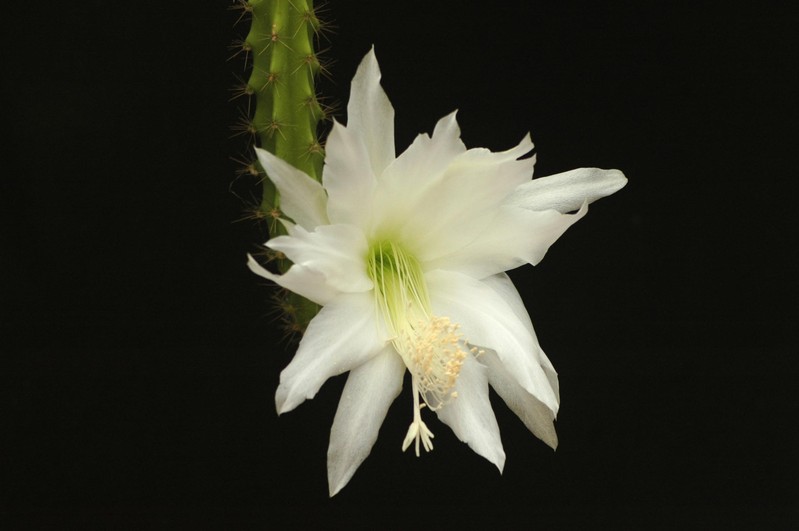 heliocerus speciosus amacamensis 25
