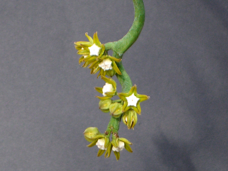 cynanchum perrieri 1627