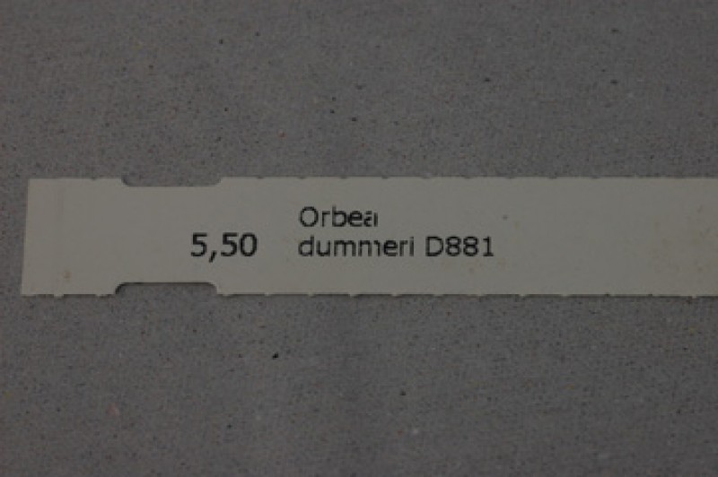 orbea dummeri d881 06