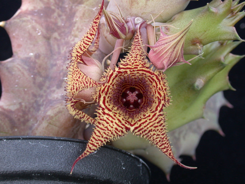 huernia stapelioides es3327 01