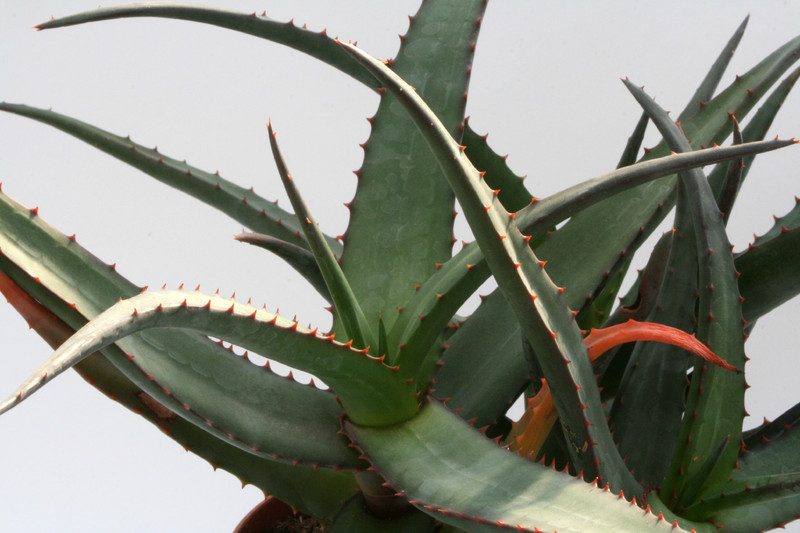 aloe alooides 6706