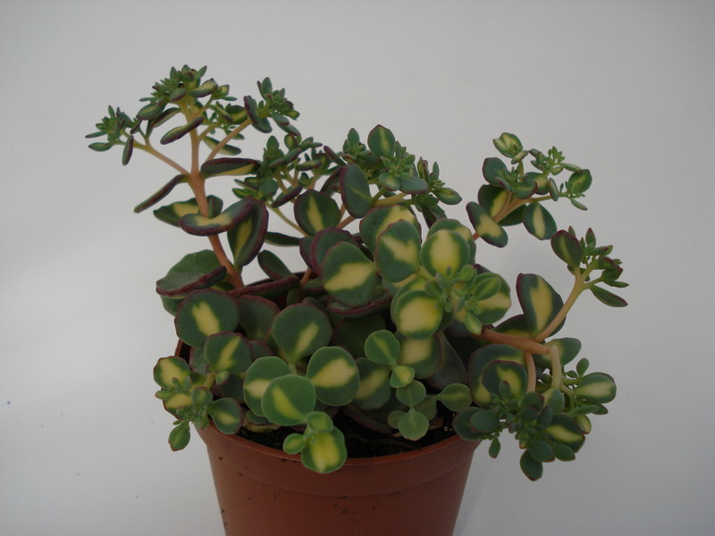 sedum sieboldii variegata 688