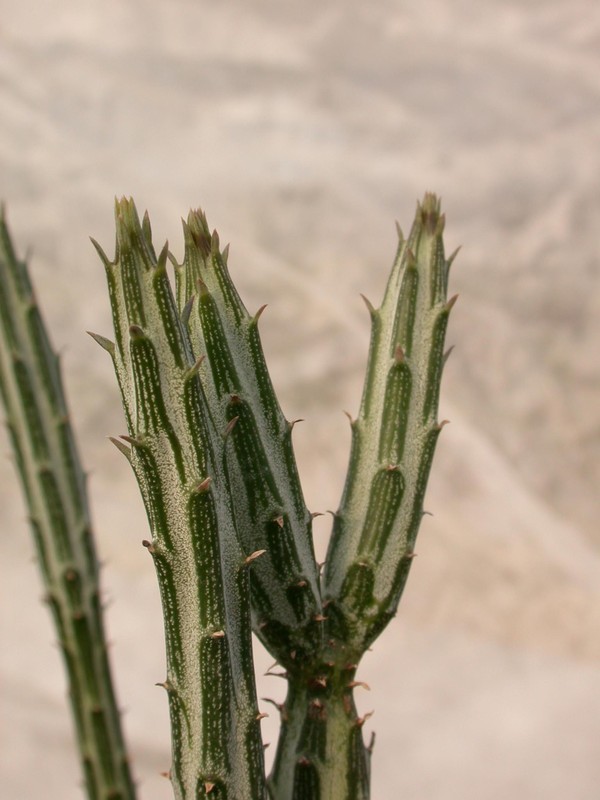 senecio stapeliaeformis greggii 05