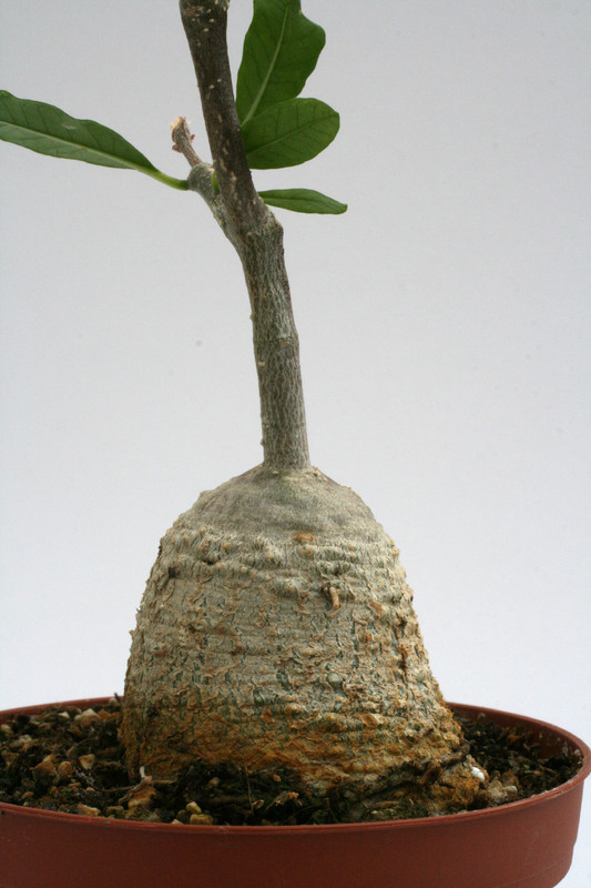 fockea edulis 9678