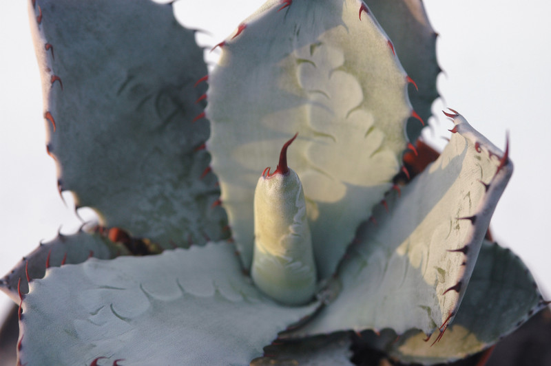 agave shrevei matapensis matape son 8560