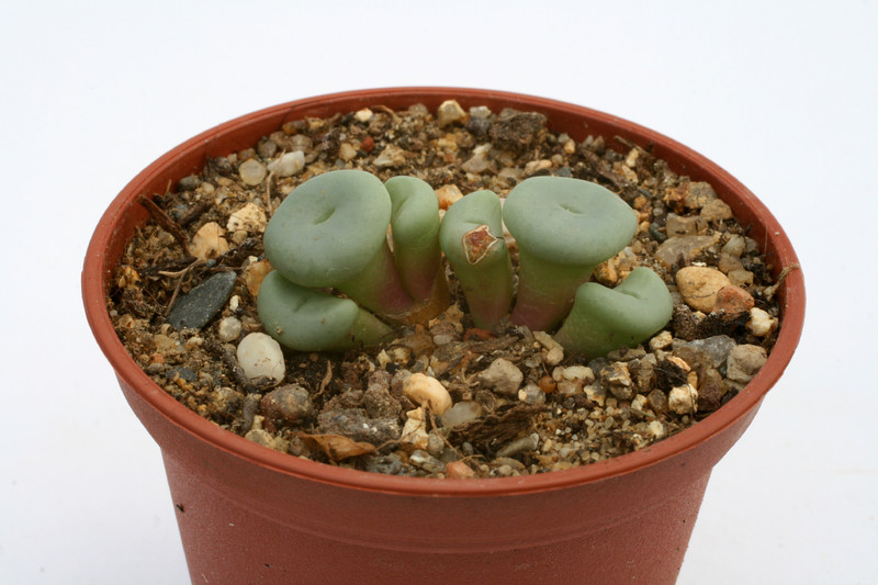 conophytum minutum grootriet 2905
