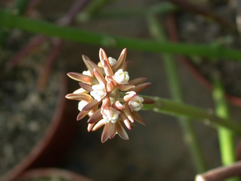 sarcostemma vanlessenii 03