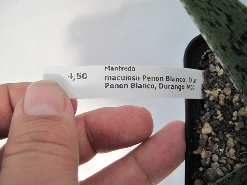 manfreda maculosa penon blanco 2233