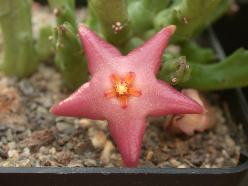 stapelia divaricata es3334 02